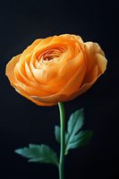 Orange ranunculus flower with layered petals on green stem against dark background for spring garden and floral design projects.