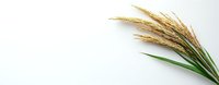 Golden ripe wheat ears with green stems on white background, agricultural harvest concept, panoramic composition with copy space for text.