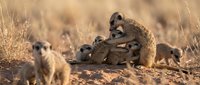 Meerkat family group with adults and young pups in natural savanna habitat during golden hour light for wildlife and nature photography projects.