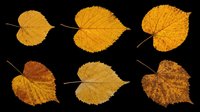 Autumn birch leaves in various stages of decay, displaying golden yellow to deep brown tones with visible veins and natural deterioration. Isolated on transparent background, ready for design use on t-shirts, clipart, stickers, sublimation and print-on-demand products.
