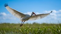 White ibis bird in flight with outstretched wings soaring over green meadow against blue sky with clouds. Wildlife nature photography for ornithology education.