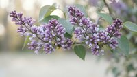 Purple lilac flowers blooming on branch with green leaves in soft natural light. Spring garden botanical background for romantic designs and nature themes.