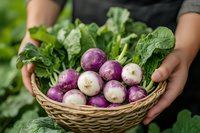 Fresh purple and white turnips with green leaves in wicker basket held by gardener hands. Organic vegetables harvested from home garden. Farm to table concept.
