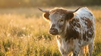 Highland cattle bull with long horns standing in golden meadow during sunset light creating warm agricultural livestock farming scene.