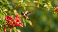 Tiny hummingbird with iridescent feathers hovers near vibrant red trumpet flowers in lush garden setting with soft bokeh background during golden hour light.