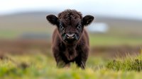 Adorable brown highland calf with fluffy fur and big eyes standing in green grass meadow, looking directly at camera. Close up portrait of young Scottish cattle in natural setting.