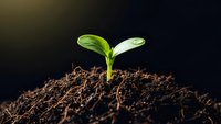 Young green plant seedling emerging from rich dark soil against black background symbolizing new life, growth, and fresh beginnings in nature.