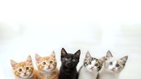 Adorable group of five young kittens sitting together on white background, featuring orange tabby, black, and mixed breed cats for pet adoption campaigns.
