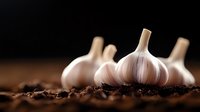 Fresh whole garlic bulbs on dark soil background with soft focus and dramatic lighting, natural organic produce for cooking and seasoning.