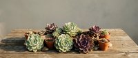 Colorful succulent plants in terracotta pots arranged on rustic wooden table against neutral background for home decor and gardening projects.