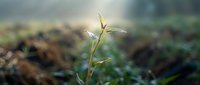 Young cereal grain seedling emerging from soil with blurred agricultural field background, suitable for farming, agriculture, and crop growth concepts.
