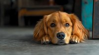 Adorable golden retriever dog lying on floor with sad expression, resting chin on paws. Pet portrait showing loneliness and waiting for owner to return home.