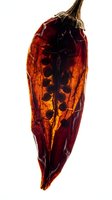 Dried red chili pepper with wrinkled skin and dark seeds visible, isolated on white background, suitable for food, cooking, and culinary design projects.