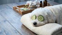 Small white fluffy dog relaxing with cucumber slices on eyes during spa treatment session. Pet wellness and grooming concept for relaxation therapy.