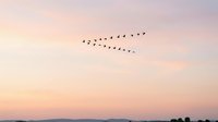 Flock of birds flying in V-formation across a soft pastel sunset sky with pink and purple hues, suitable for nature, migration, and inspirational themes.