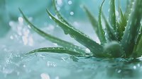 Fresh aloe vera plant with water drops on green spiky leaves against blurred aqua background, creating natural spa and wellness atmosphere.