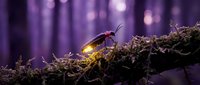 Glowing firefly beetle on moss in enchanted purple forest with magical bokeh lights creating mystical nighttime atmosphere for nature and fantasy designs.