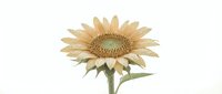 Sunflower with pale yellow petals and textured brown center isolated on white background, suitable for botanical designs, greeting cards, and educational materials.