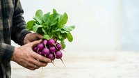 Farmer holding fresh purple radishes with green leaves in hands, harvested organic vegetables for farmers market or home gardening.