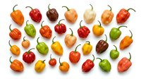 Colorful assortment of fresh hot chili peppers in various shapes and sizes arranged on white background. Spicy cooking ingredients for culinary recipes.