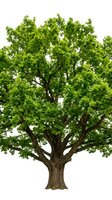 Large green deciduous tree with lush foliage isolated on white background for landscaping and environmental design projects.