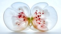 Delicate white cherry blossom petals with red stamens in artistic macro composition showing transparent overlapping effect against light background.