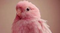 Adorable pink fluffy baby chick with soft feathers and bright eyes on pastel background for Easter spring designs and cute animal projects.