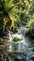 Fresh watermelon splashing into clear stream water surrounded by lush green ferns creating dynamic water droplets and ripples in natural forest setting.