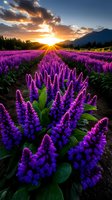 Vibrant purple lupine flowers in full bloom against dramatic mountain sunset, sunburst rays illuminate flowering field with golden light and dramatic clouds in sky.