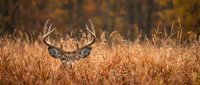 Majestic whitetail buck with large antlers hiding in golden autumn grass field during hunting season at sunset.