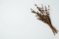 Dried brown wildflower bouquet on white background, natural botanical arrangement with delicate stems and tiny flowers, minimalist composition for design layouts.