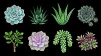 Succulent plants and aloe varieties isolated on transparent background, ready for t-shirt designs, clipart, stickers, print-on-demand products, and sublimation projects.
