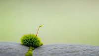 Small green moss growing on concrete surface with single yellow sprout emerging, symbolizing resilience and new life in urban environment.