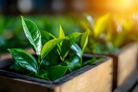 Fresh green tea leaves growing in wooden box with morning sunlight, close up view showing glossy foliage and new sprouts in natural setting.