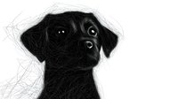Black Labrador puppy portrait in minimalist pencil sketch style with expressive eyes and floppy ears, showing gentle innocence against white background.