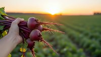 Fresh organic beetroots with green tops held in hand during golden hour sunset over agricultural field rows for healthy farm produce concepts.