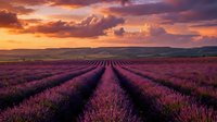Purple lavender field rows stretching to horizon under dramatic sunset sky with orange and pink clouds creating romantic agricultural landscape scene.