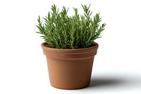 Fresh rosemary herb growing in traditional terracotta pot isolated on white background, aromatic culinary plant with green leaves for cooking and gardening.