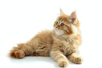 Fluffy ginger Persian cat with long fur lying gracefully on white background, isolated cutout for design and commercial use.