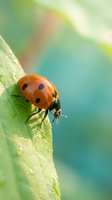 Red ladybug with black spots crawling on green leaf with soft blurred natural background for spring garden and insect macro photography concepts.