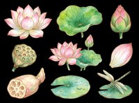 Watercolor lotus flower set with pink blooms, green lily pads, seed pods, petals, and dragonfly, isolated on transparent background, ready for stickers, sublimation, t-shirt design.