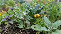 Organic vegetable garden with fresh kale, herbs and leafy greens growing in rich soil. Sustainable farming and healthy eating concept for gardening.