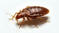 Isolated brown bedbug on white background, showing detailed anatomy with segmented body and legs, suitable for pest control, educational, and medical materials.