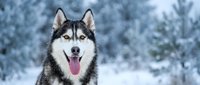 Siberian husky dog with tongue out in snowy winter landscape. Happy canine portrait with blue eyes against blurred frost-covered trees background.