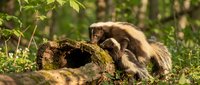 Curious brown squirrel exploring hollow log in natural forest setting with green foliage and dappled sunlight creating peaceful woodland scene.