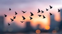 Flock of birds flying against sunset sky with blurred city skyline. Silhouettes in motion during golden hour creating peaceful migration scene for freedom concepts.