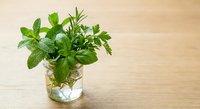 Fresh green herbs in glass jar with water on wooden table for cooking and culinary use in kitchen.