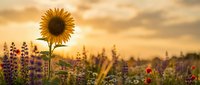 Bright sunflower blooming in wildflower meadow at golden hour sunset with warm light and colorful sky creating peaceful natural landscape scene.