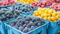 Fresh colorful berries in blue plastic containers at farmers market. Assorted blackberries, raspberries and yellow plums arranged in rows for retail sale.