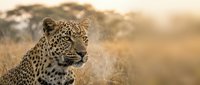 Majestic leopard portrait in golden savanna grassland during sunset with warm lighting and blurred acacia trees creating stunning wildlife photography composition.